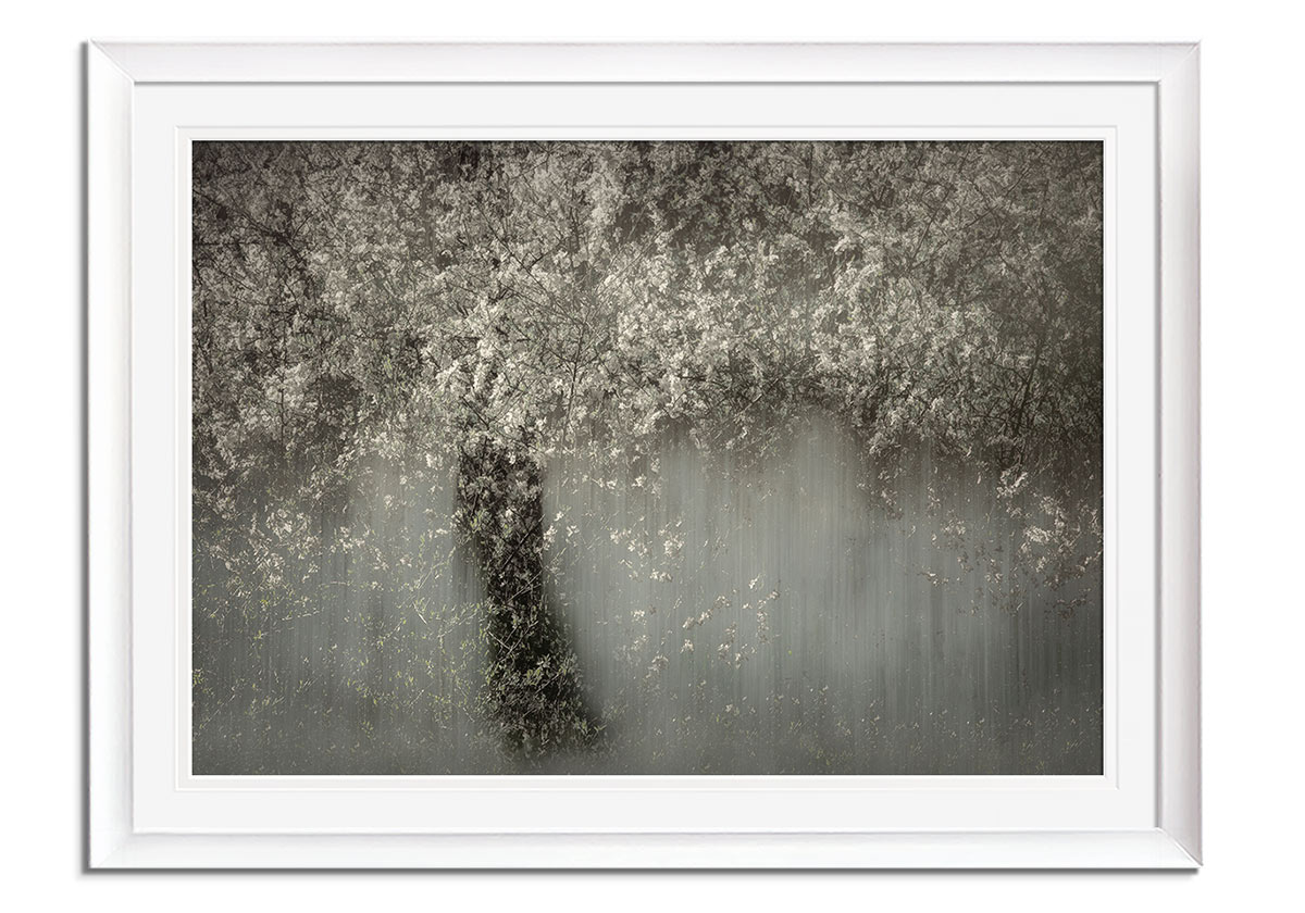 White Blossom  by 