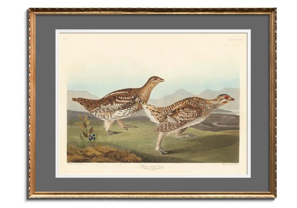 Sharp-tailed Grous by John James Audubon