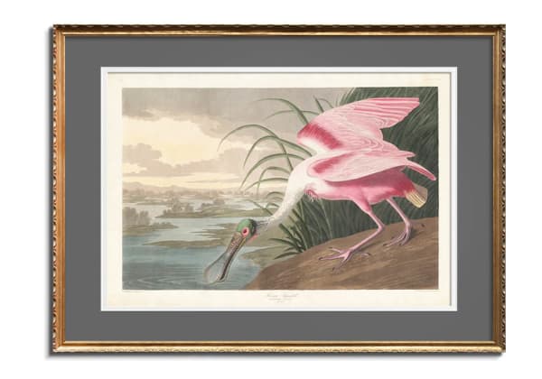 Roseate Spoonbill by John James Audubon