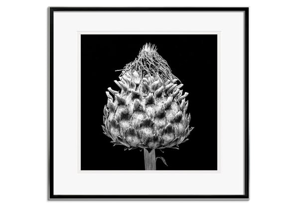 Cynara Cardunculus by Andy Small