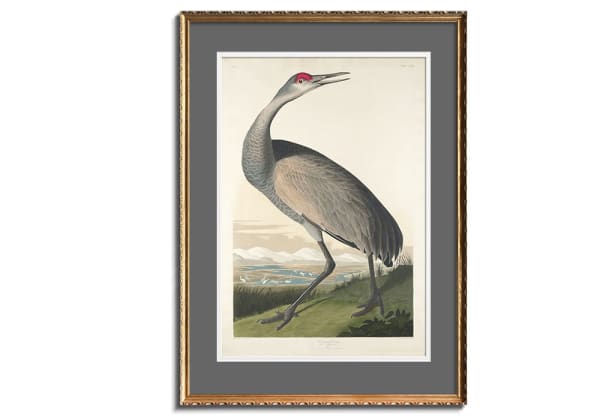 Hooping Crane by John James Audubon