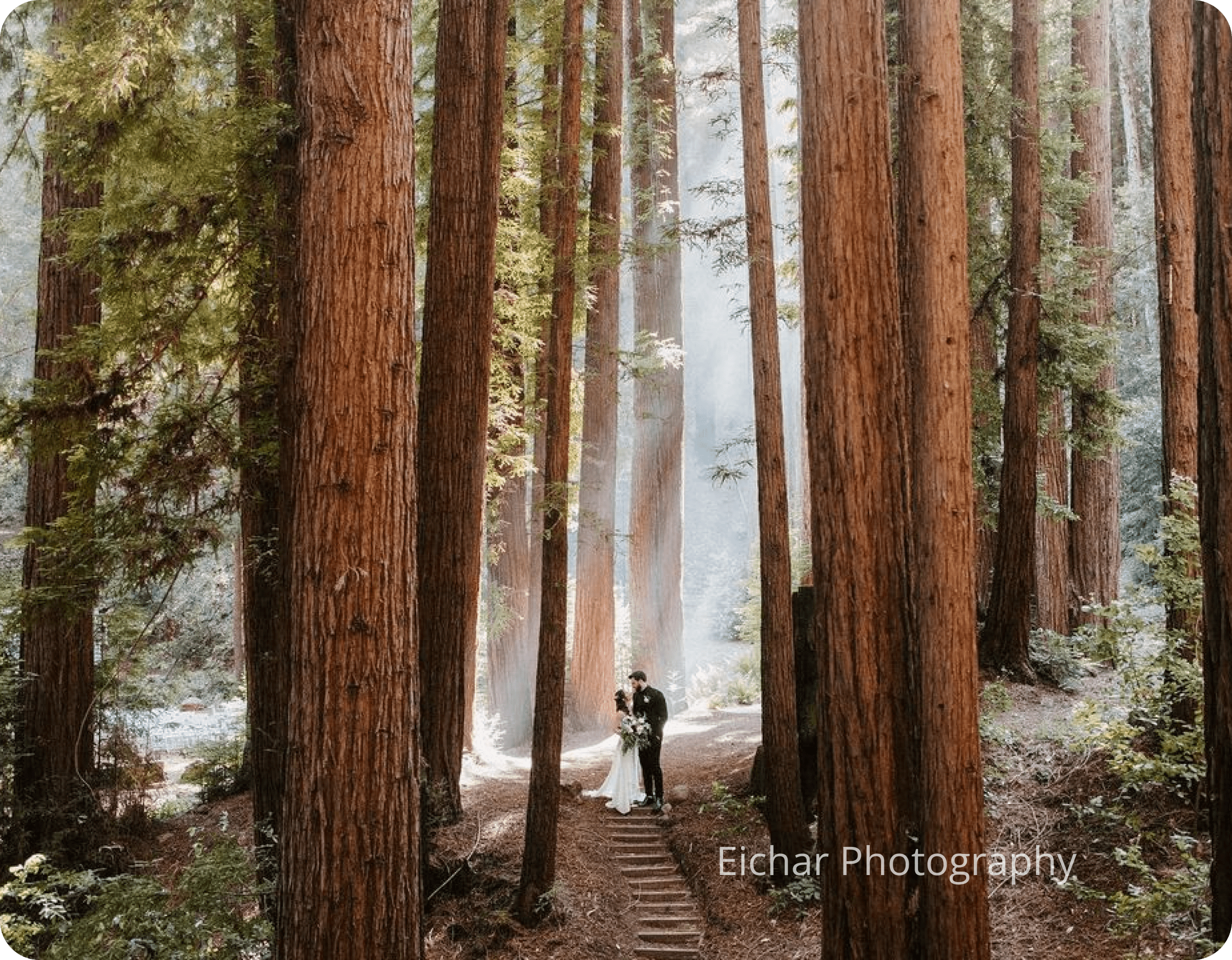 Muir Woods Elopement Couple