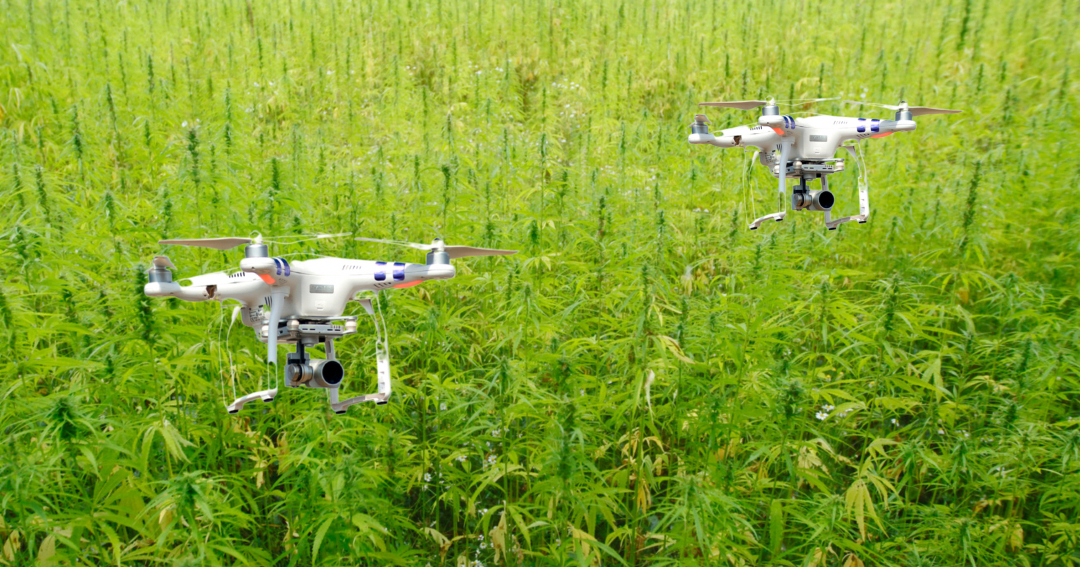 Czy drony pomogą w uprawie konopi?
