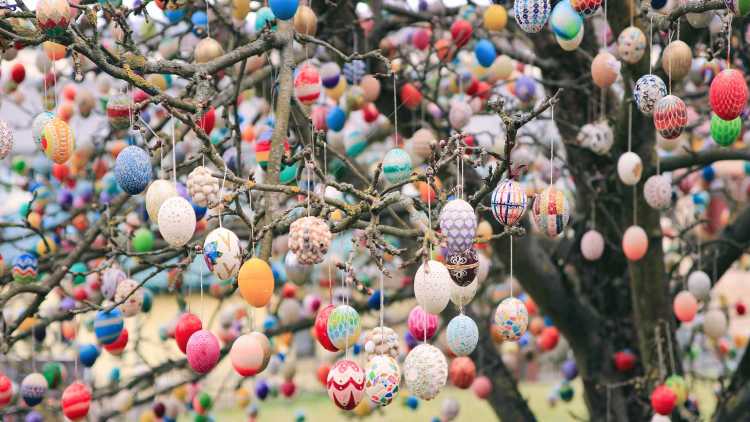 Oeufs placés dans les arbres