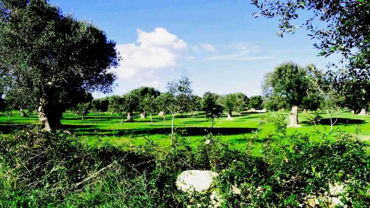 Niente di meglio che riposarsi all’ombra di un ulivo