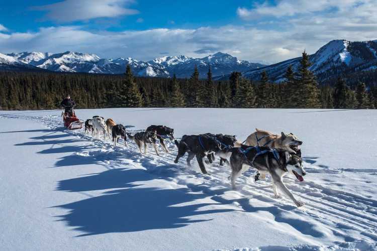 4 endroits où faire du chien de traîneau dans les Alpes françaises