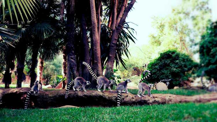 Bioparc Fuengirola