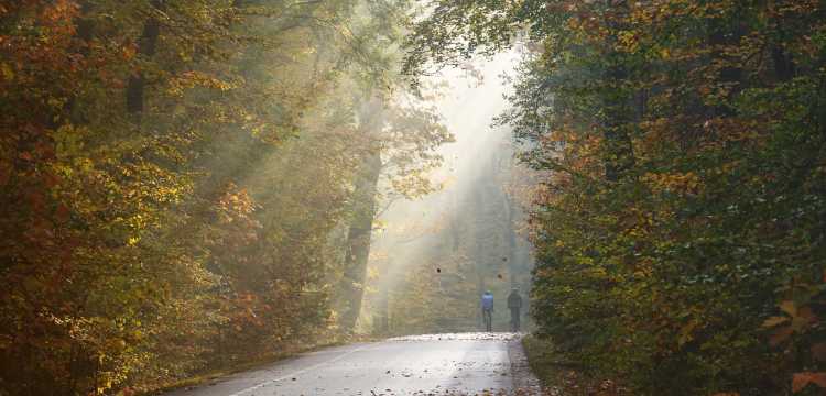 Fietsen op de Veluwe