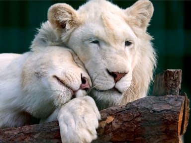 Lion blanc