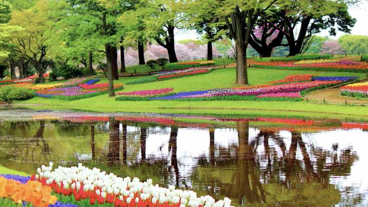 Vijver in Keukenhof, Zuid-Holland
