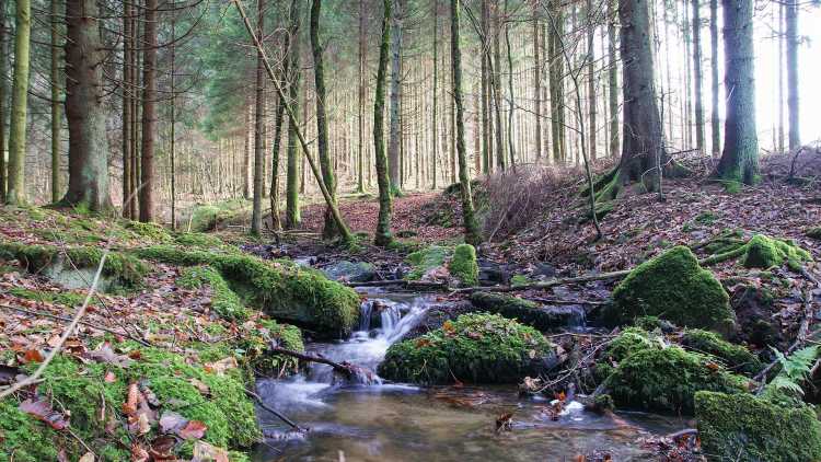 Belgische Ardennen