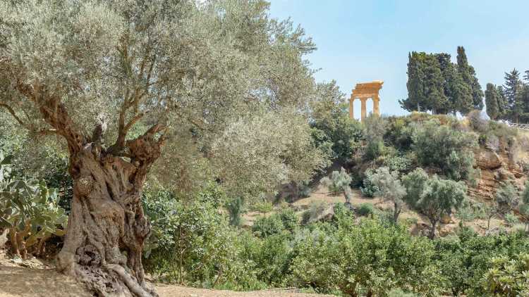 I giardini di Kolymbetra in Sicilia