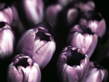 Couleur de noblesse et d'abondance