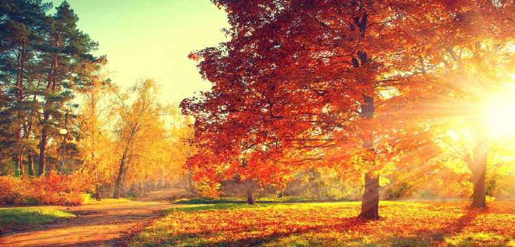 Herfst in België