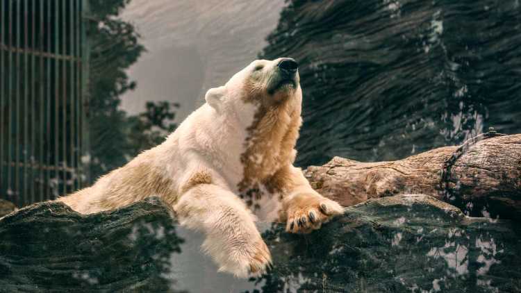 Zoos pour aider les animaux