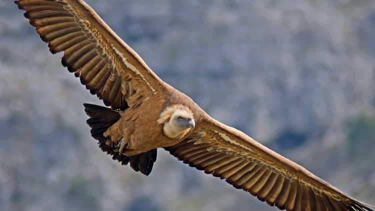 Buitre Leonado en el Parque natural de las Dehesas de Sierra Morena