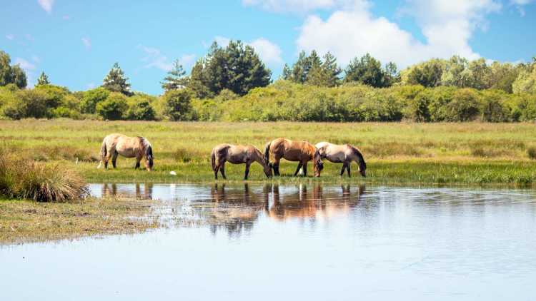 Picardie :  Baie de Somme