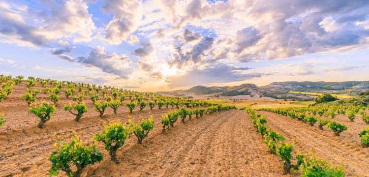 Ribera del Duero 