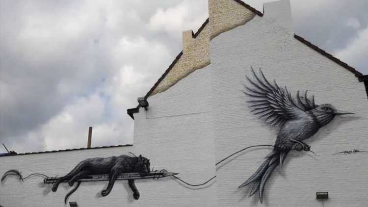 Oiseau sur mur à Mons