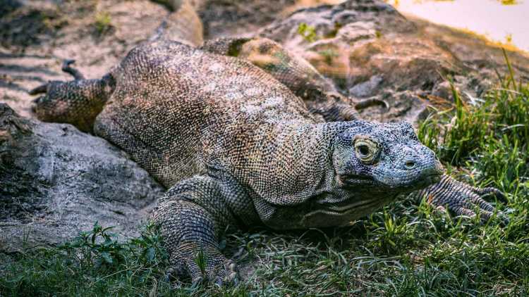 Dragon de Komodo