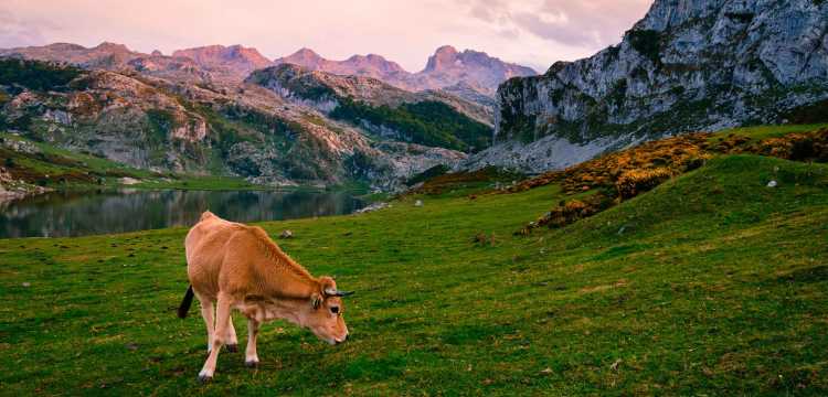 Atardecer en las praderas asturianas