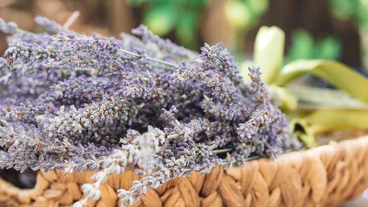 Lavorazione tipica della lavanda