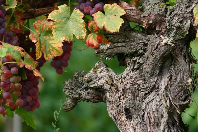 Sur la route des vins d’Alsace