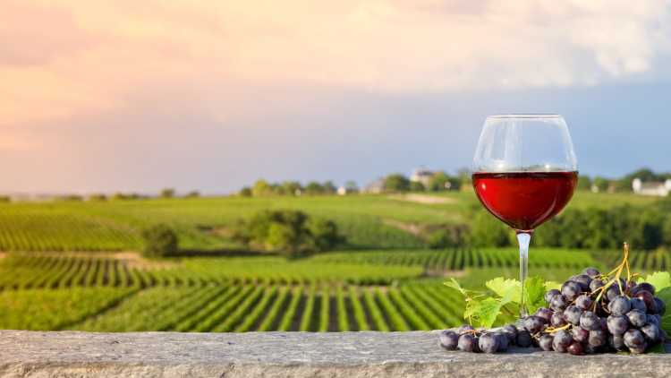 Fronton : vin et vignes