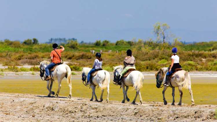 Découvrir la Camargue à cheval
