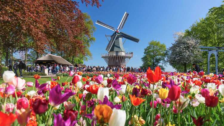 parco di tulipani di Keukenhof