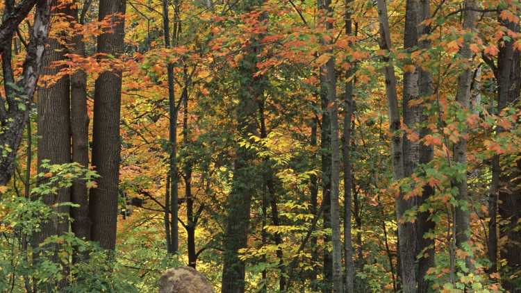 Riserva Naturale Foresta Umbra