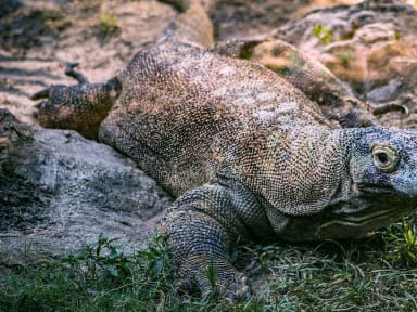 Dragon de Komodo