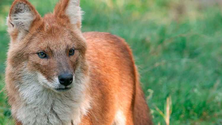 Aussi connu sous le nom de chien rouge