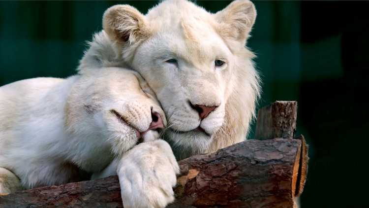 Lion blanc