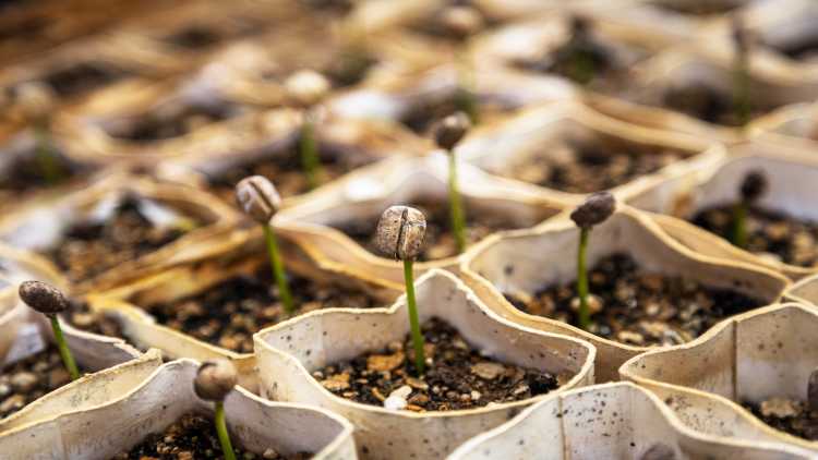 Salvaguardare l’integrità culturale
