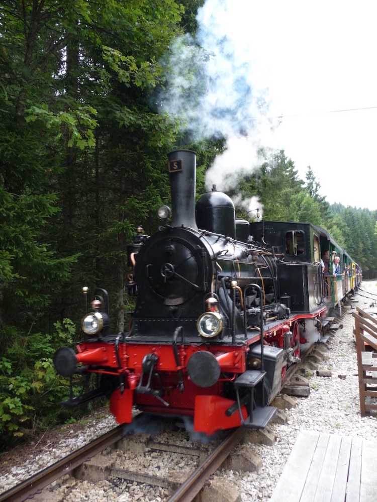 Conifer ete ©Maud HUMBERT