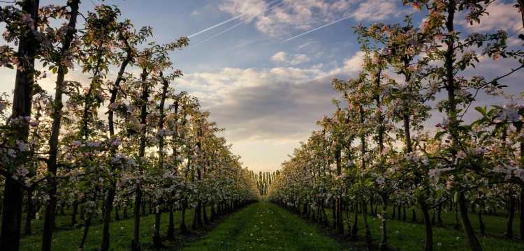 meilleurs vignobles de Belgique 