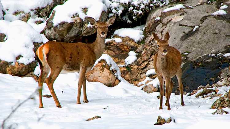 Familia de ciervos, en las Sierras de Cazorla, Segura y Las Villas