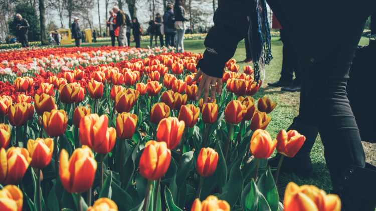 Grootste tuin ter wereld, in Nederland