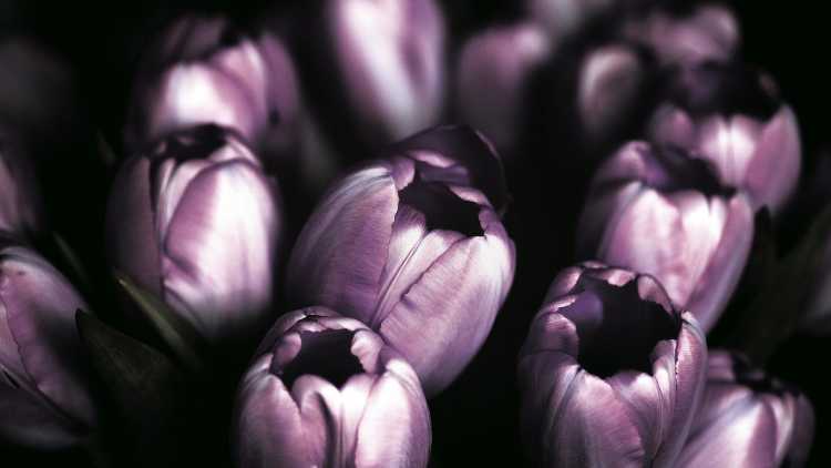 Couleur de noblesse et d'abondance