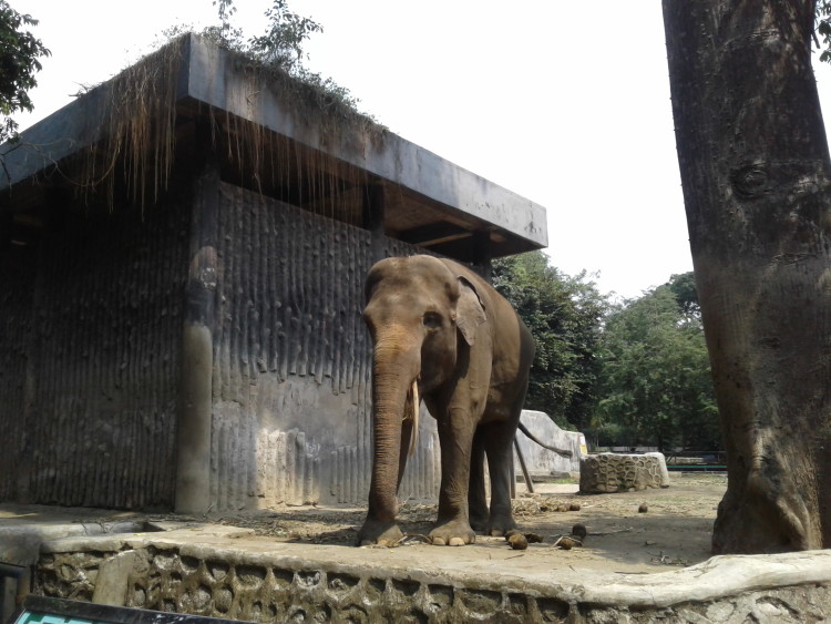 Kebun Binatang Ragunan