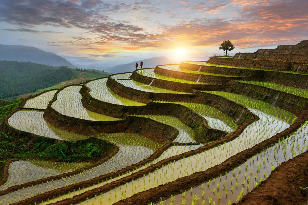 Pa-pong-peang rice terrace north Thailand