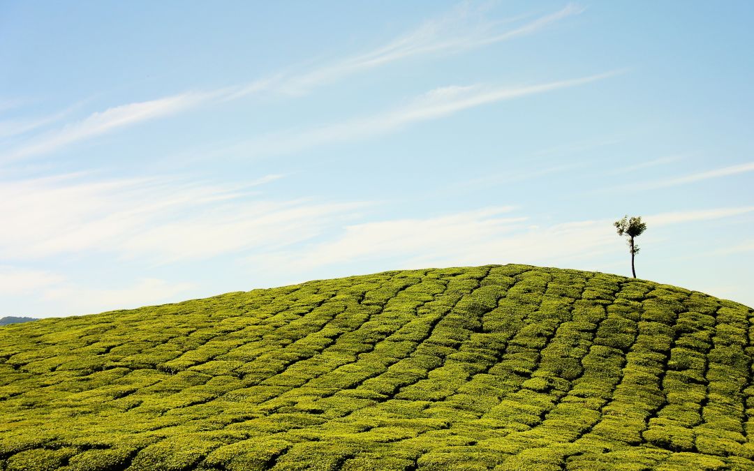 Tea and a Lot to See – Backpacking in Munnar