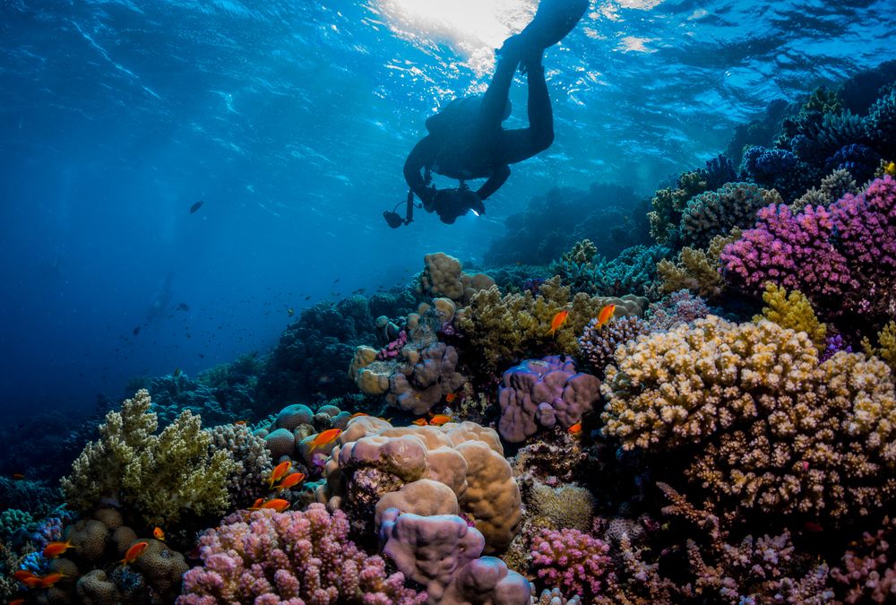 More Than Just a Stunning Diving Spot: The Emerald Waters and Coastal Charm That Keep Me Coming Back to Sinai
