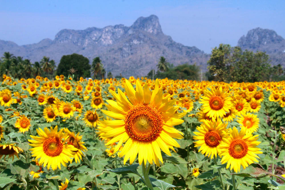 5 Most Beautiful Flower Fields to Visit in December and January