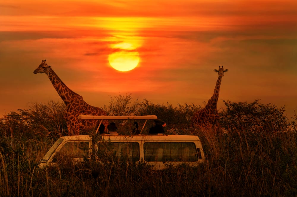 7 Reasons Why You Should Go On An African Safari