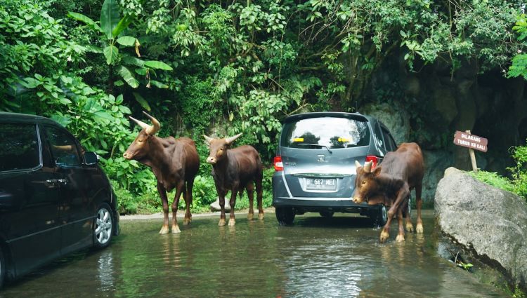 Taman Safari Cisarua Tiket Atraksi Satwa Oktober 2019