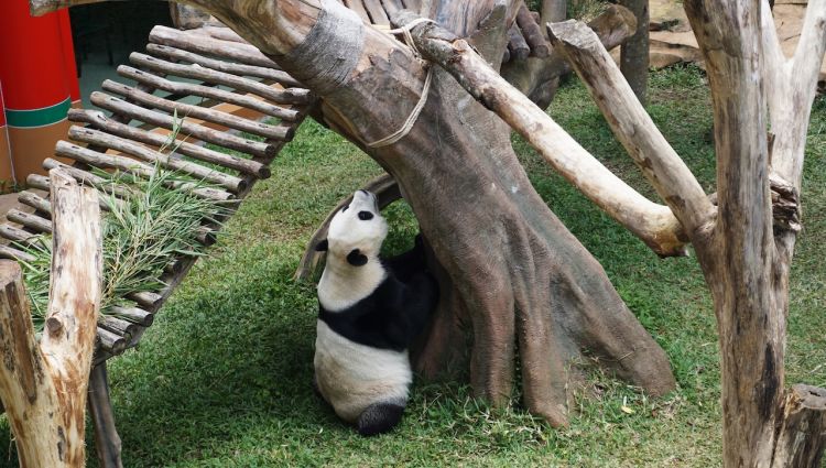 Mengunjungi Duo Panda Di Taman Safari Bogor Wego Indonesia