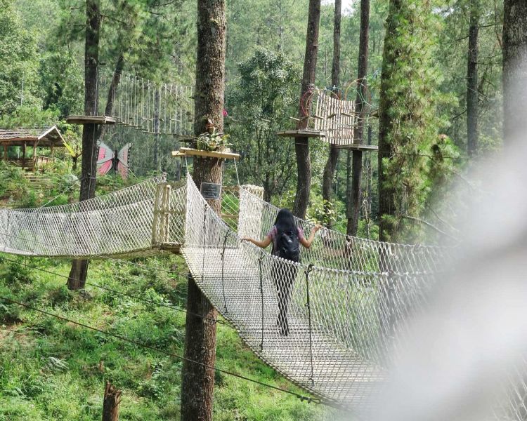 Bertualang Di Hutan Pinus Hits Orchid Forest Cikole Wego