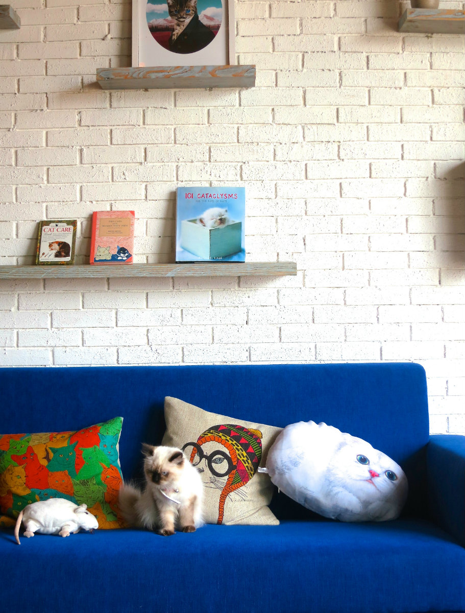 Kecengin Kucing di Cat Cafe - Wego Indonesia Travel Blog